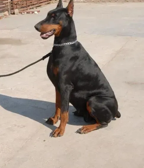 杜宾犬|杜宾犬不愿意吃饭拉稀有没有事