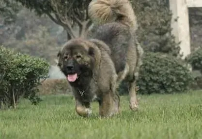高加索犬|高加索犬肉类、水和钙粉的补充量多少合适