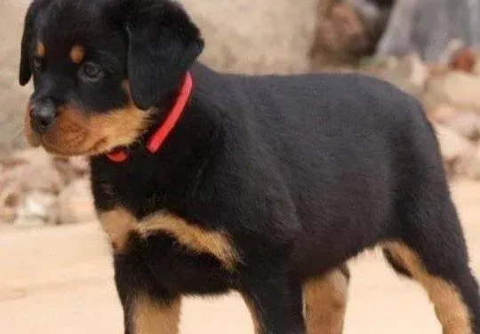 罗威纳犬|产后知识之如何解决罗威纳犬分娩后不爱进食问题