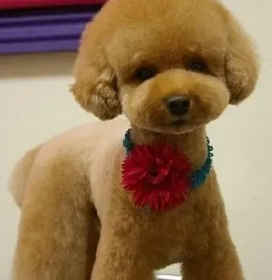 贵宾犬|健康新常识 贵宾犬出现精神不振的原因——生病与惊吓