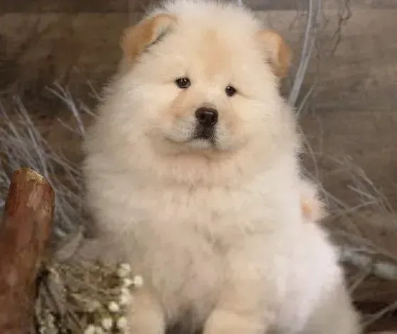 松狮犬|宠物育儿经 喂养松狮犬期间须知五个要点