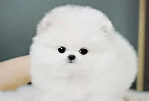 博美犬|训练博美犬我们必须要必备的知识