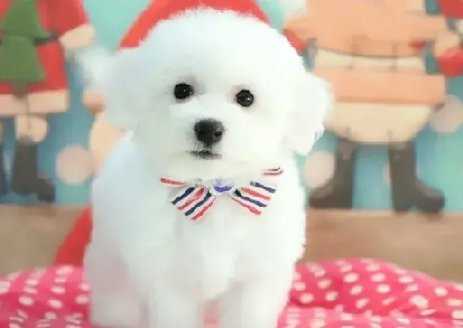 比熊犬|求专家帮忙看看我家比熊犬是不是怀孕了