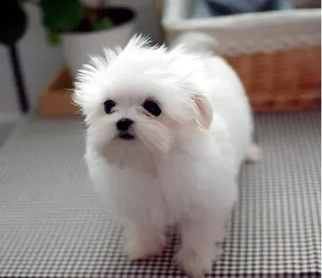马尔济斯|马尔济斯犬吠叫颤抖是怎么回事
