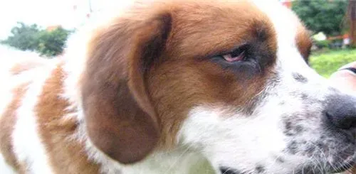 圣伯纳犬发狂怎么办 大声的呵斥让它停止 | 圣伯纳犬