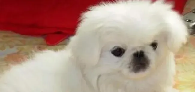 京巴狗|护理大全集 导致京巴犬出现异常脱毛的原因有哪些