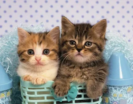 猫驱虫药怎么吃 确诊患何种寄生虫疾 | 猫
