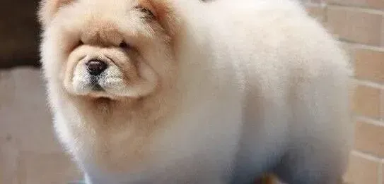 松狮犬|怎样教松狮犬配合主人的步调走八字