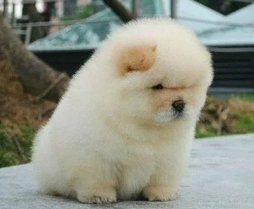 松狮犬|怎样把松狮犬调教成我们最喜欢的狗狗