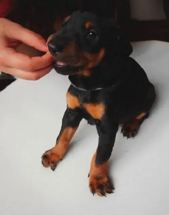 杜宾犬|如何护理杜宾犬让它安享晚年