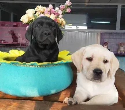 拉布拉多|拉布拉多犬多大开始发情呢