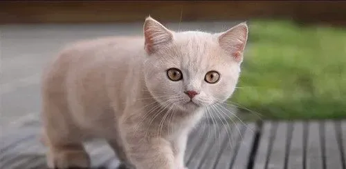 猫认生怎么办 猫认生需要注意的主要事项 | 猫