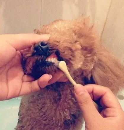 泰迪犬|预防泰迪犬口臭 定期给狗狗刷牙的方法