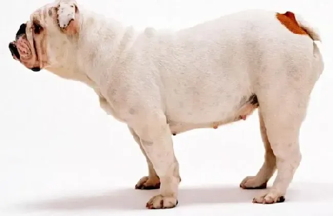 英国斗牛犬|健康小细节 斗牛犬眼耳齿的护理方法介绍