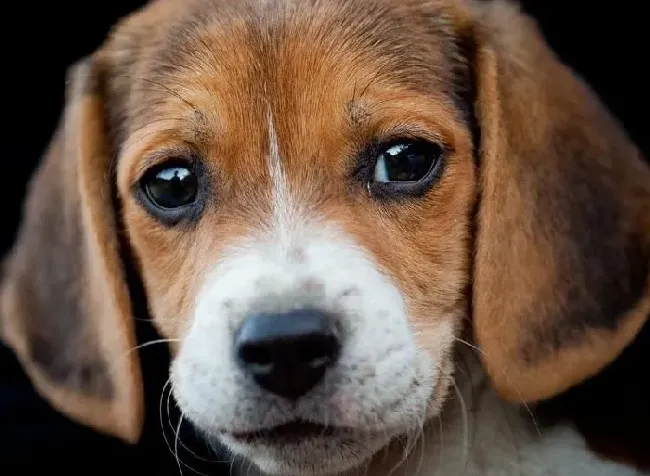 比格犬|比格犬食欲不振拉血便疑似肾脏衰竭