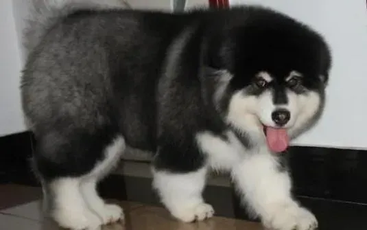 阿拉斯加犬|健康的饮食方法可让阿拉斯加雪橇犬避免肥胖