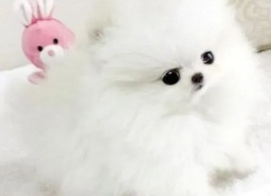 博美犬|主人怎样使用正确的方法训练博美犬幼犬