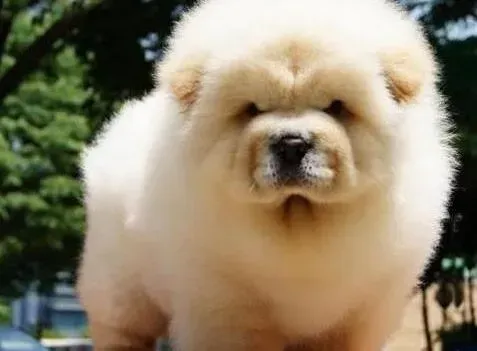 松狮犬|松狮犬什么时候开始注射疫苗