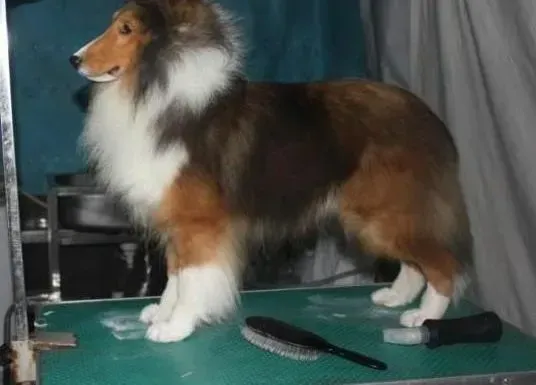 喜乐蒂|喜乐蒂犬出现挑食应该怎么办