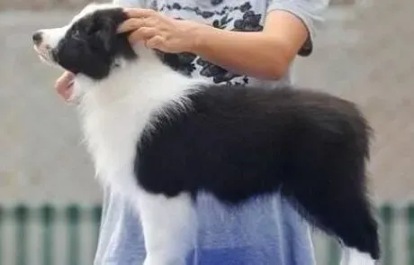 边境牧羊犬|怎样让边境牧羊犬养成良好的进食习惯