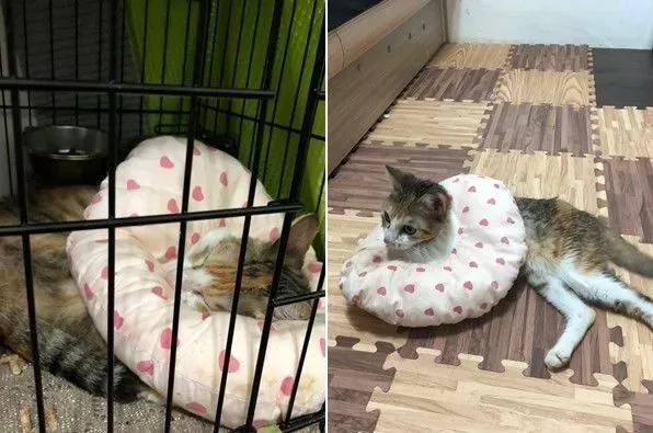 亲人猫因被退养造成厌食 到新家后被宠成小公主 | 狗