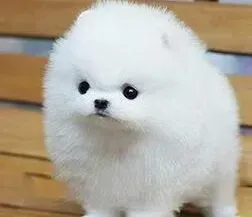 博美犬|博美犬总是爱放屁可如何了得
