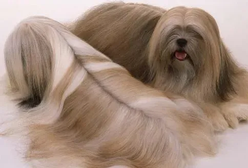 拉萨犬的掉毛程度 让我们关注起来 | 拉萨犬