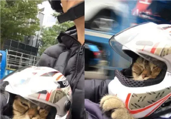 粗心爸爸忘记关上遮风罩 兜风猫肉脸被风吹成麻糬 | 猫