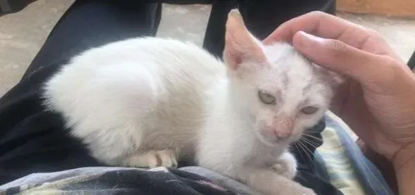 小猫擅躺人家肚子上睡得超香 醒来就拥有一个家了