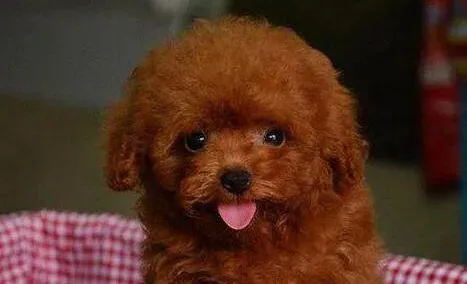 泰迪犬|泰迪犬吃骨头后开始咳嗽应如何止咳
