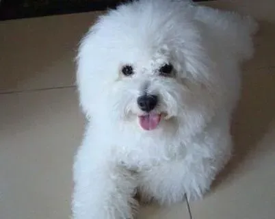 比熊犬|比熊犬幼犬怎样喂养？适宜喝牛奶么