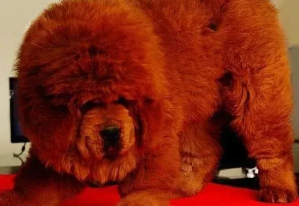 藏獒|给藏獒吃什么钙片好呢