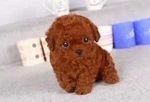 泰迪犬|泰迪犬突然口吐黄沫会不会死掉