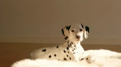 大麦町犬凶吗 大麦町犬一点都不凶的狗狗 | 大麦町犬