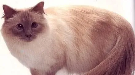 猫猫过敏吃什么药 什么原因导致过敏 | 伯曼猫