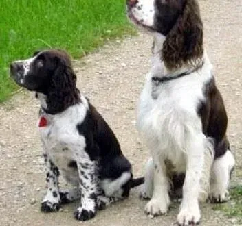 可卡犬|新到好伙伴 对待初到可卡犬的七项注意事项