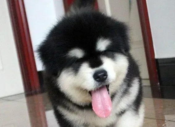 阿拉斯加犬|有利于阿拉斯加犬长个子的食物
