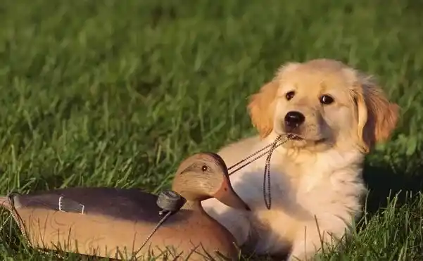 狗狗便秘吃什么?便秘最大原因来自肠胃 | 便秘