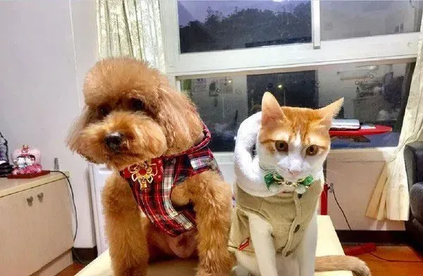 祖孙情！爱塞乃猫咪天冷给阿嬷当暖暖包