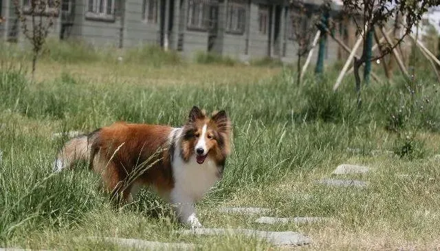 喜乐蒂|喜乐蒂犬最近总抓挠自己是不是有虱子了 怎么办呢