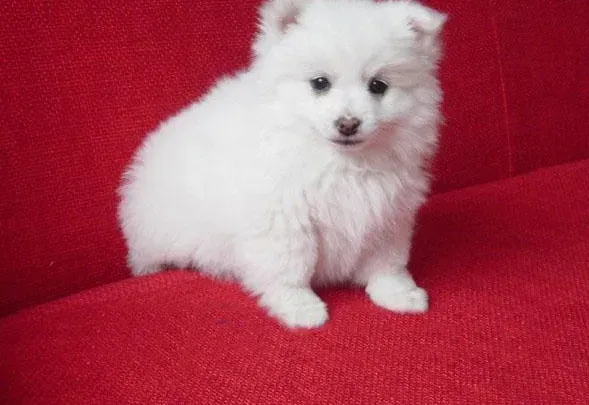 银狐犬|如何轻松计算出银狐犬科学的食物摄入量