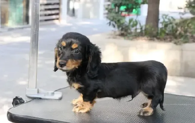 腊肠犬|腊肠犬大把大把的掉毛是什么情况