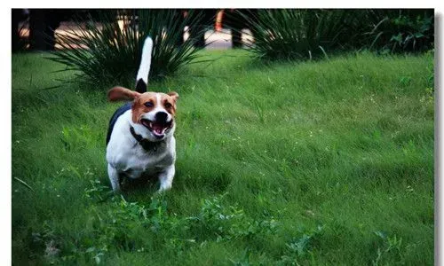 比格犬训练方法 训练应该从最简单的事情开始 | 比格犬