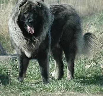 高加索犬|话说高加索犬出现食粪症行为的起因有哪些