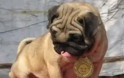 巴哥犬和沙皮狗有什么不同 体型特征就有所不同 | 巴哥犬