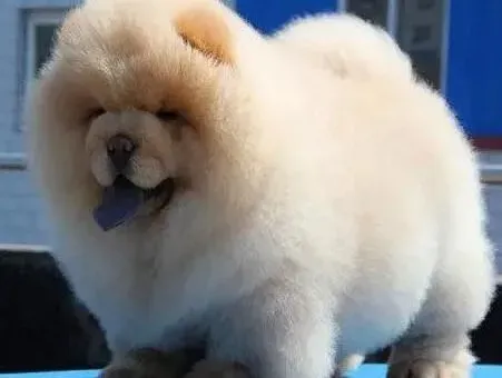 松狮犬|当松狮犬处在休情期的时候要怎样做运动