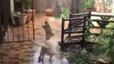 汪星人看见下雨超兴奋 开口接雨模样超级可爱