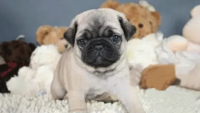 巴哥犬|巴哥犬第一次打疫苗出现拉稀的情况正常么