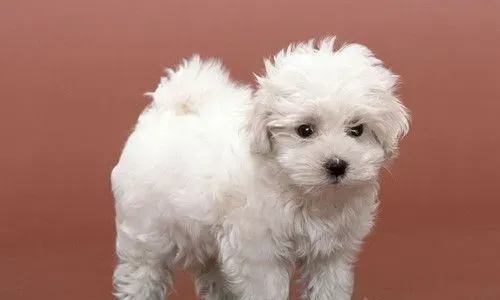 狗狗食物禁忌 详解如何帮狗狗改变食物 | 狗