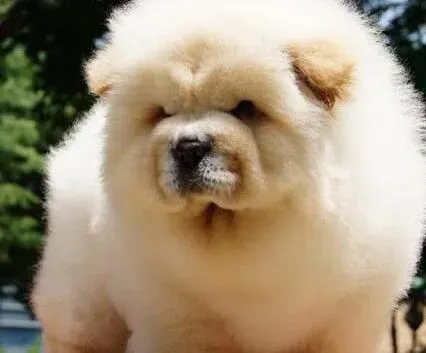 松狮犬|怎样消除松狮犬身上难闻的异味
